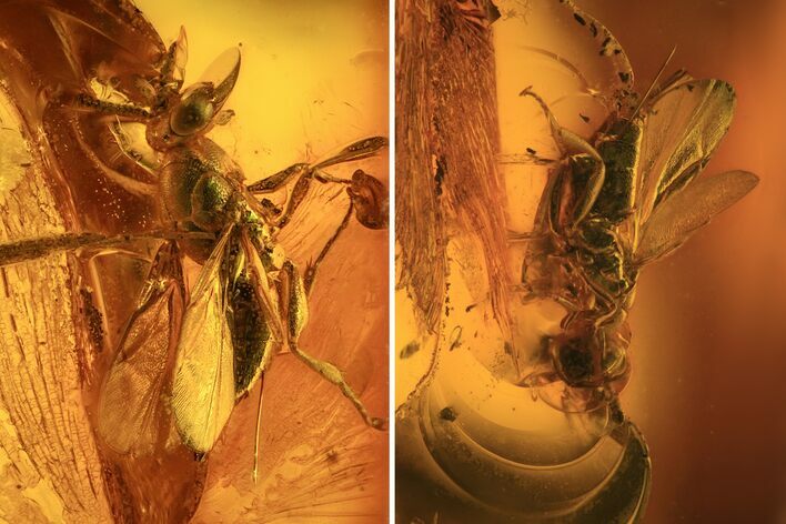 Fossil Wasp (Hymenoptera) In Baltic Amber #120595